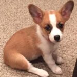 Cute corgi puppy sitting on carpet.